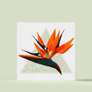 Oiseau du paradis - Illustration